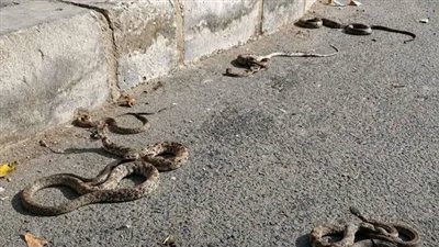 ظهور الثعابين