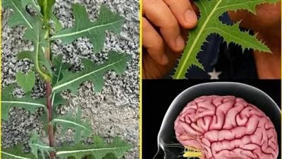 إذا رأيت هذه النبتة تنمو بجانب الطريق أو في حديقتك، فأنت تمتلك دواء وعلاج طبيعي دون ان تدري… عرض المزيد